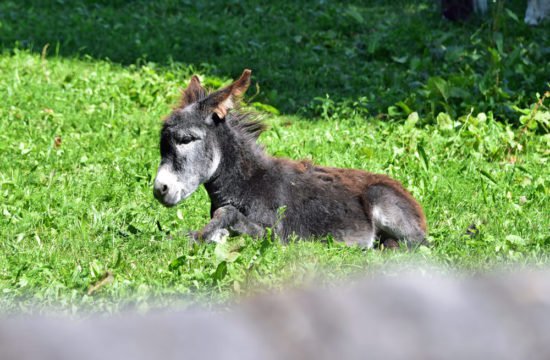 donkey