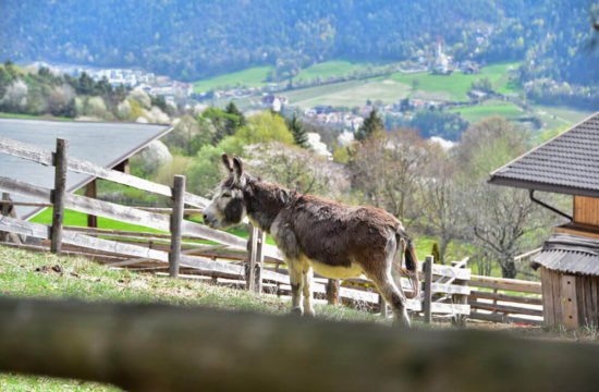 saderhof-bressanone6