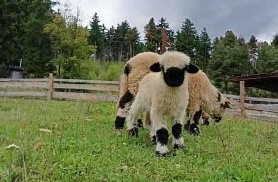 Schwarznasen