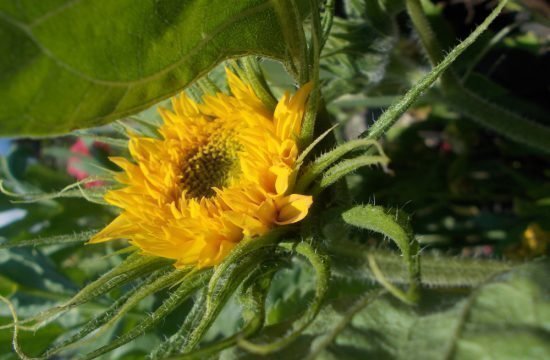 Sonnenblume