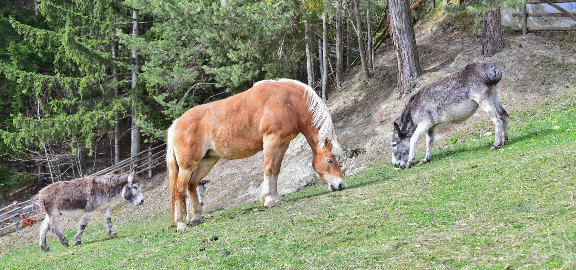 urlaub-auf-dem-bauernhof-brixen