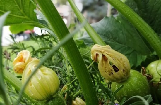 Zucchiniblüten